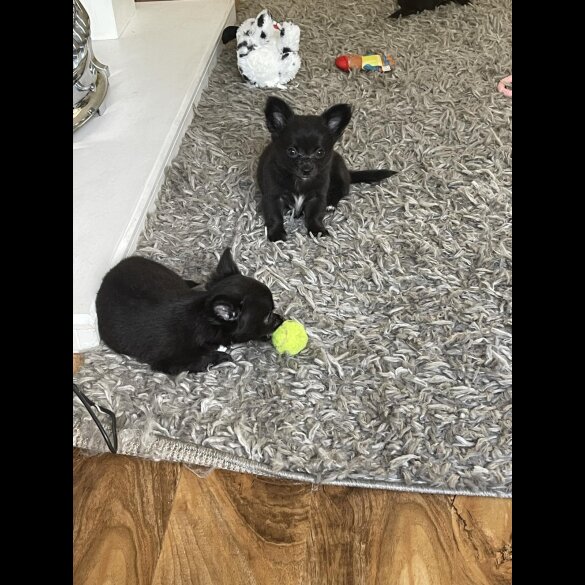 Chihuahua - Both