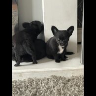 Chihuahua - Both