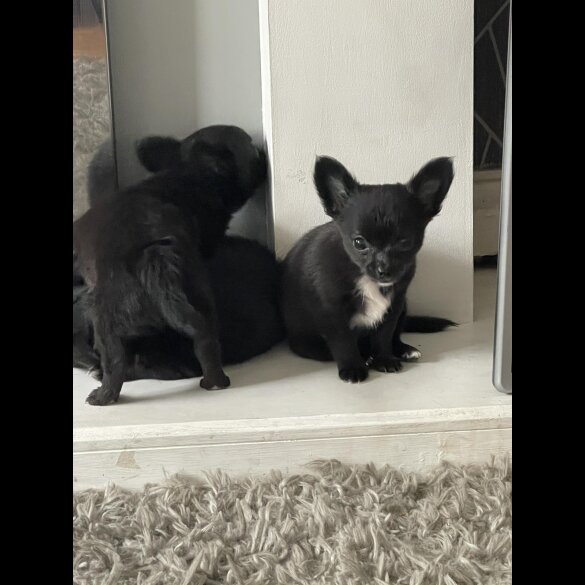 Chihuahua - Both