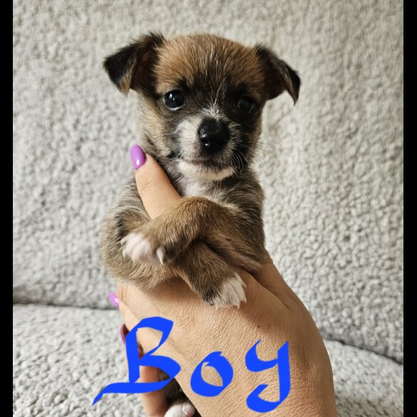Chorkie - Both
