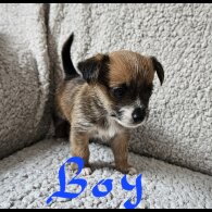 Chorkie - Both