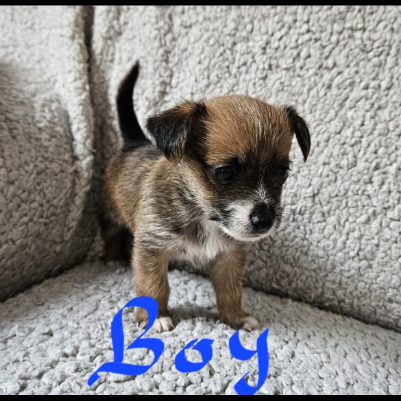 Chorkie - Both