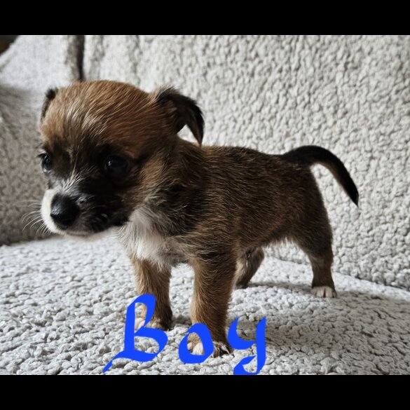 Chorkie - Both