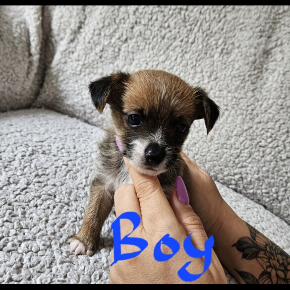 Chorkie - Both
