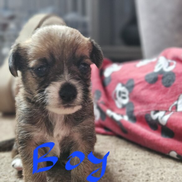 Chorkie - Both