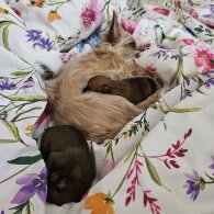 Chorkie - Both