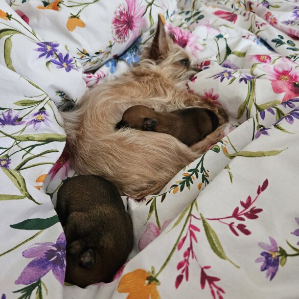 Chorkie - Both