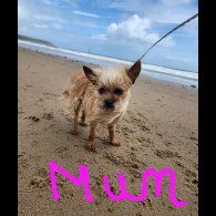 Chorkie - Both