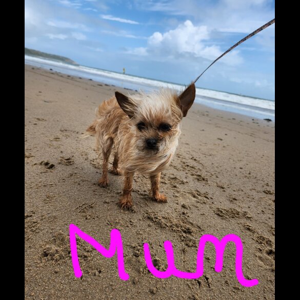 Chorkie - Both