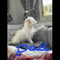 Chorkie - Both