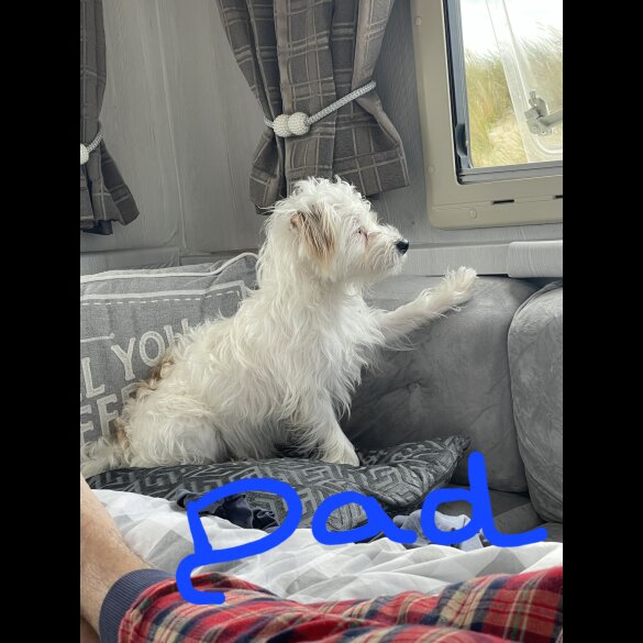 Chorkie - Both