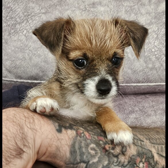 Chorkie - Both