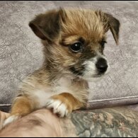 Chorkie - Both