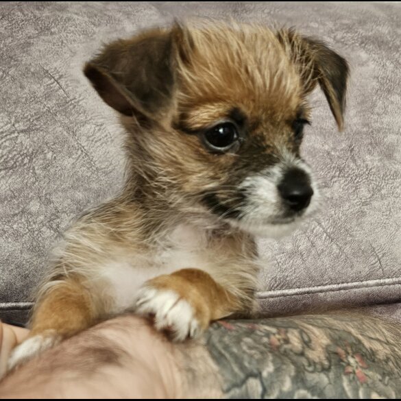 Chorkie - Both