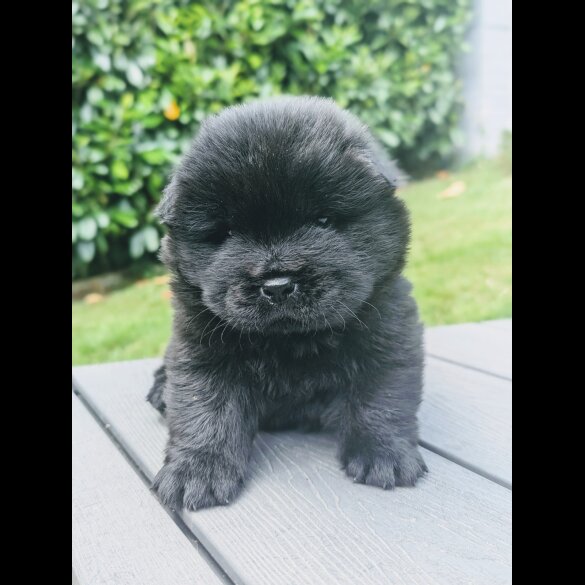 Chow Chow - Both