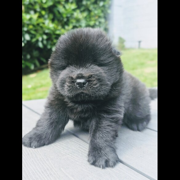 Chow Chow - Both
