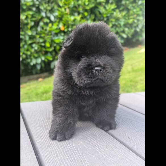 Chow Chow - Both