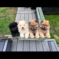 Chow Chow - Both