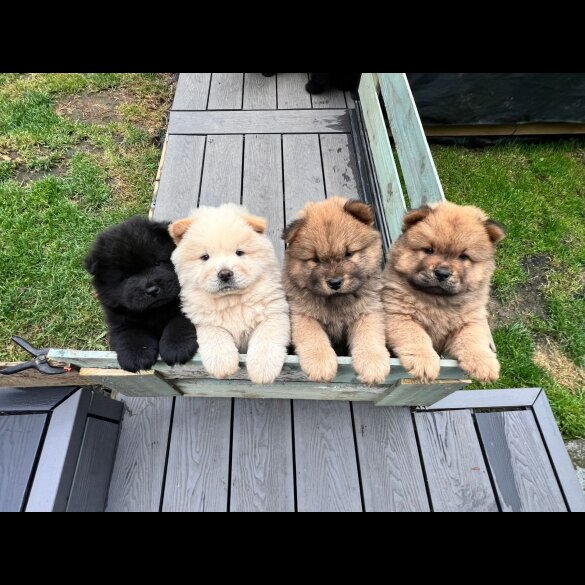 Chow Chow - Both