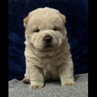 Chow Chow - Both