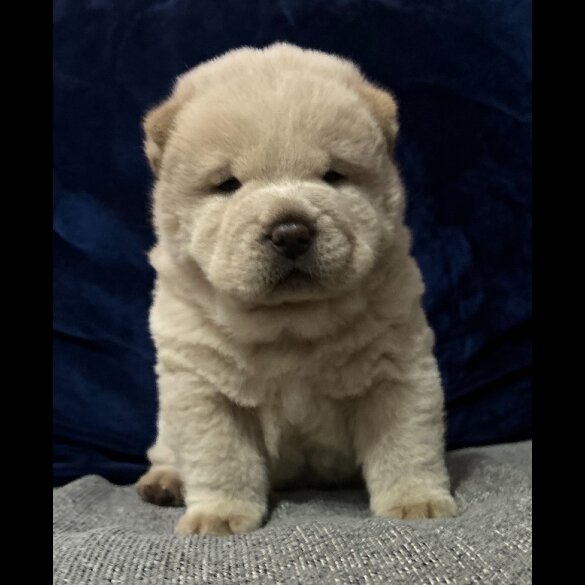 Chow Chow - Both