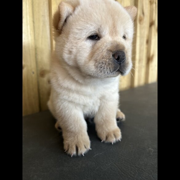 Chow Chow - Both