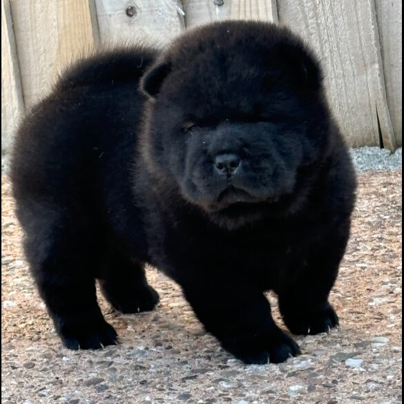 Chow Chow - Both