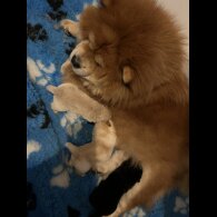 Chow Chow - Both