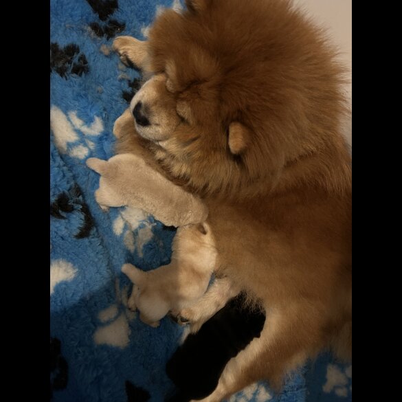 Chow Chow - Both
