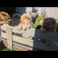 Chow Chow - Both