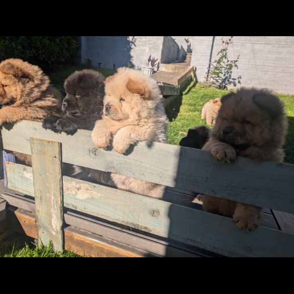 Chow Chow - Both