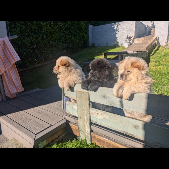Chow Chow - Both
