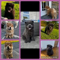 Chow Chow - Both