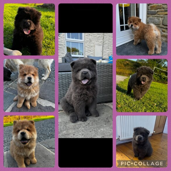 Chow Chow - Both