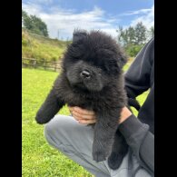 Chow Chow - Both
