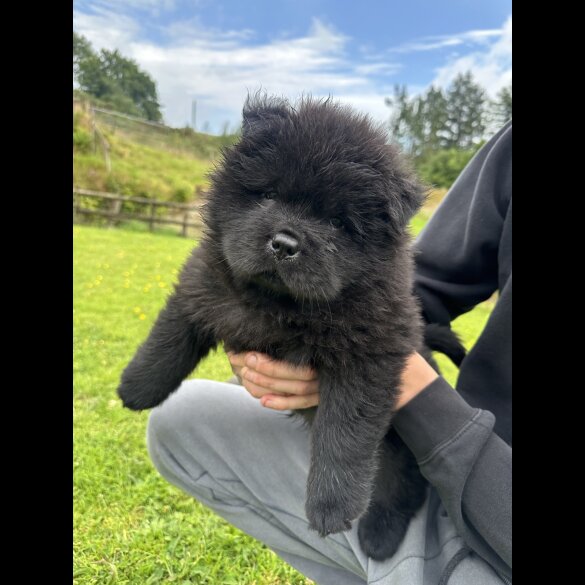 Chow Chow - Both