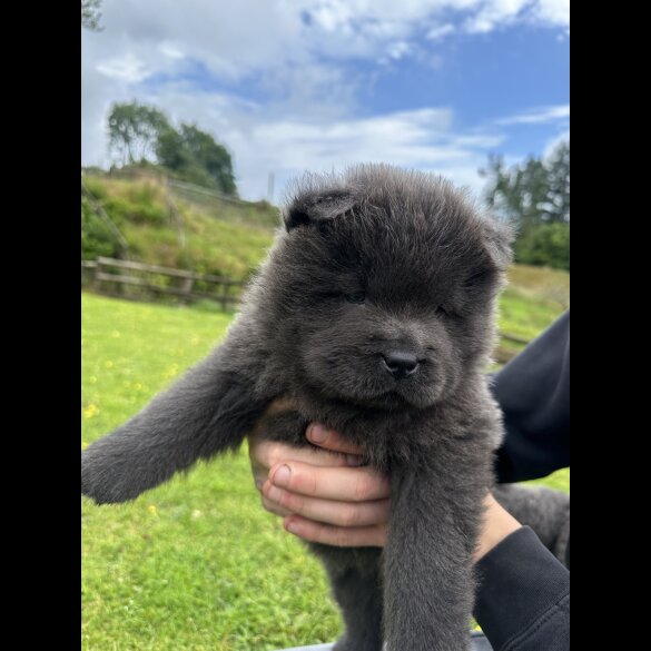 Chow Chow - Both
