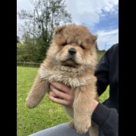 Chow Chow - Both