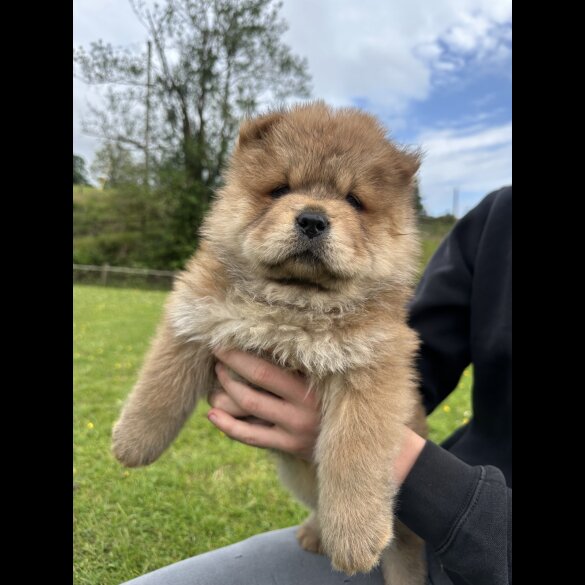 Chow Chow - Both