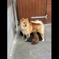 Chow Chow - Both