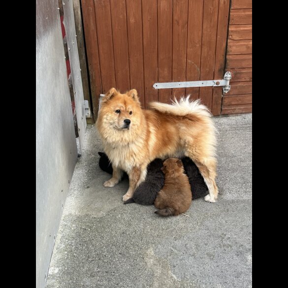 Chow Chow - Both