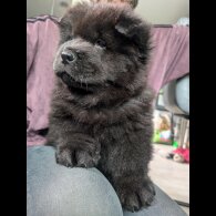 Chow Chow - Both