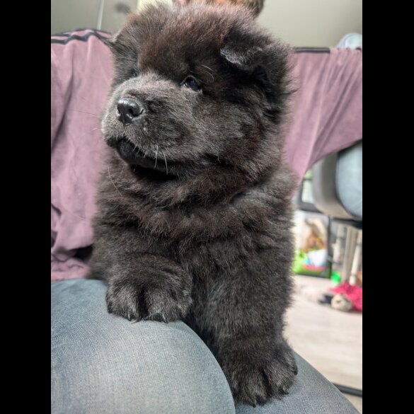 Chow Chow - Both