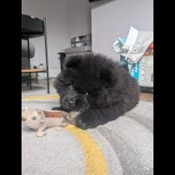 Chow Chow - Both