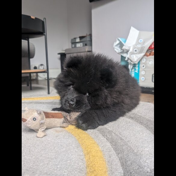 Chow Chow - Both