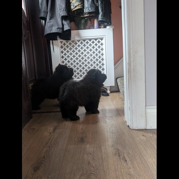 Chow Chow - Both