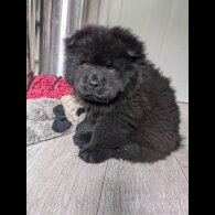 Chow Chow - Both