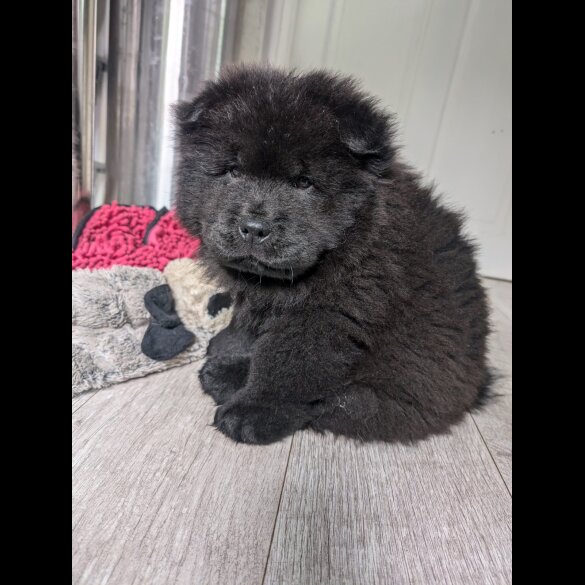 Chow Chow - Both