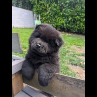 Chow Chow - Both