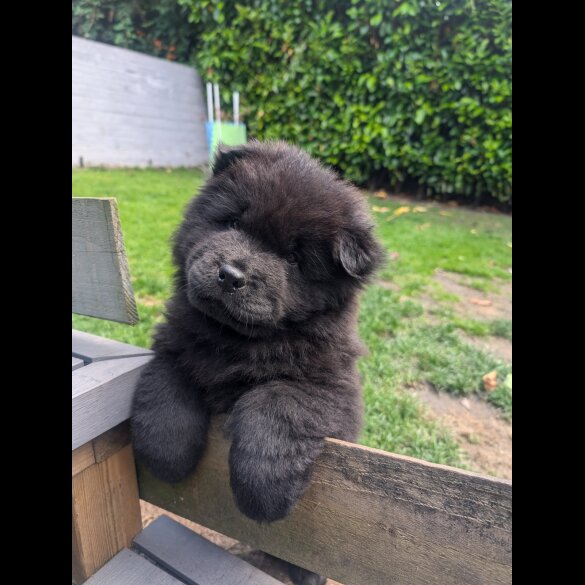 Chow Chow - Both